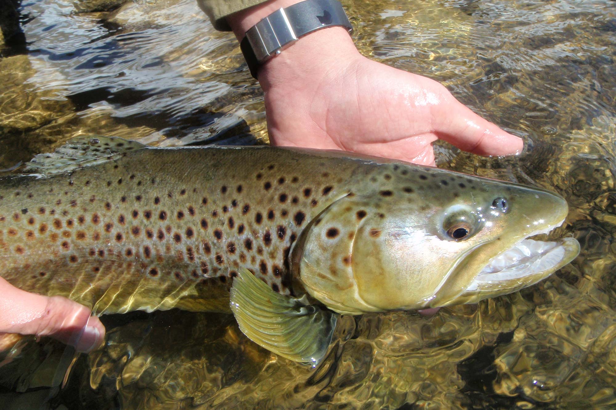 Fly Fishing The San Miguel River : Telluride — Beutler Design